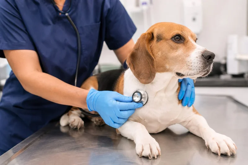 consulta veterinária preventiva
