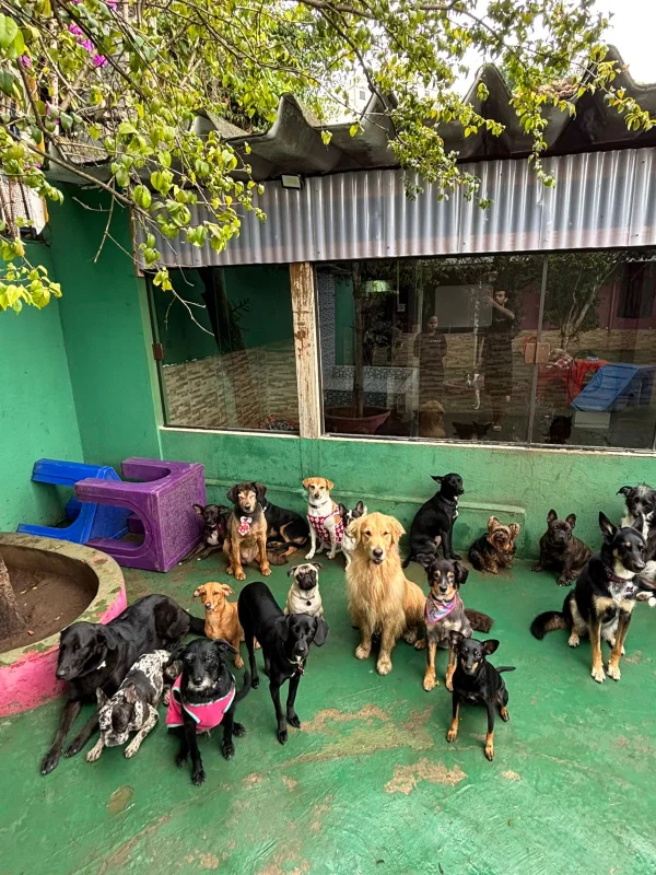 creche para cachorro perto de mim