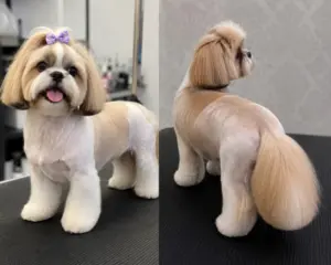 Tosa na maquina cabeça e rabo
