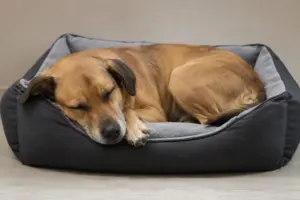 Hospedagem para cães